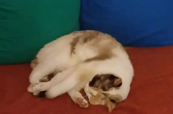 Animaux perdus Saint-Brieuc, photo: Chatte et sa fille perdues
