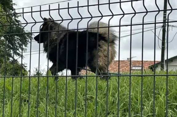 Chien perdu: laisse turquoise à Urrugne - photo