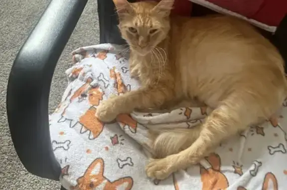 Lost Fluffy Orange Cat - Shenandoah Park!