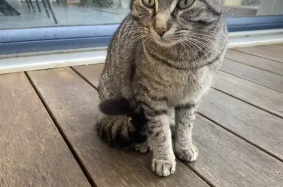 Chat mâle perdu - Rue Vasselot - photo
