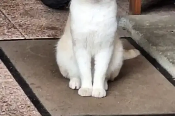 Chat trouvé à Montceau, 6f Cluny - photo