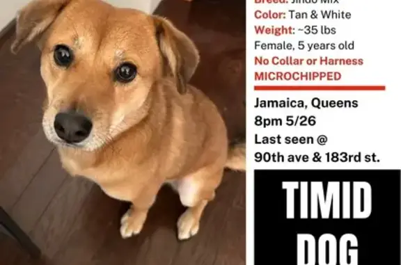 Lost Jindo Mix: Brown, Scared, 4yrs - Help!