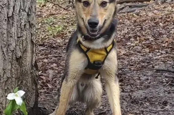 Lost German Shepherd-Husky Mix in Toronto!