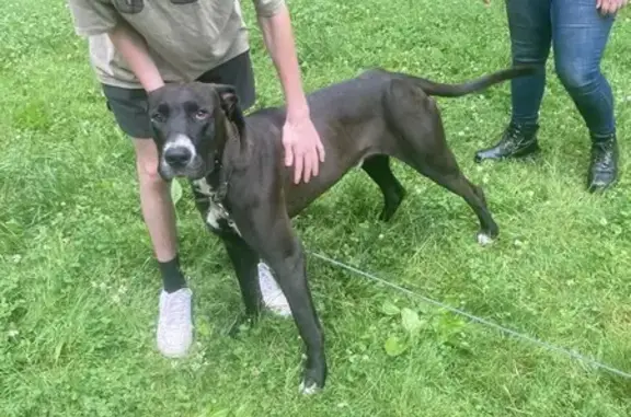 Found Friendly Male Great Dane - Oak Hill