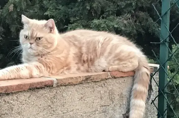 Chat perdu, Berck, photo: Chat roux âgé perdu à Berck