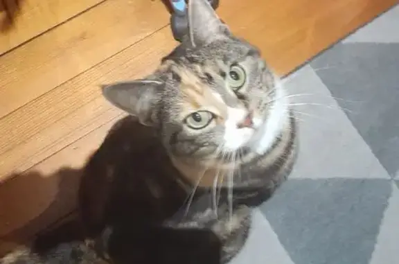 Animaux perdus , photo: Chatte tricolore perdue à Hoste
