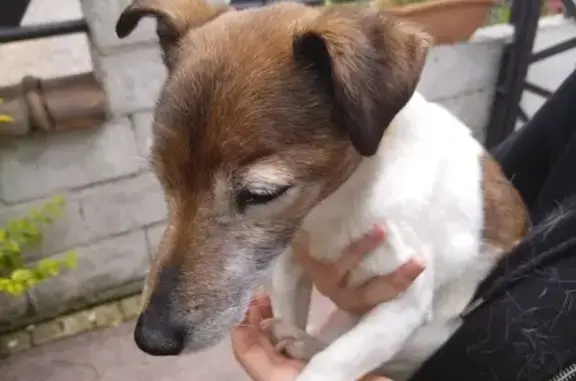 Petit chien perdu à Lillers - photo