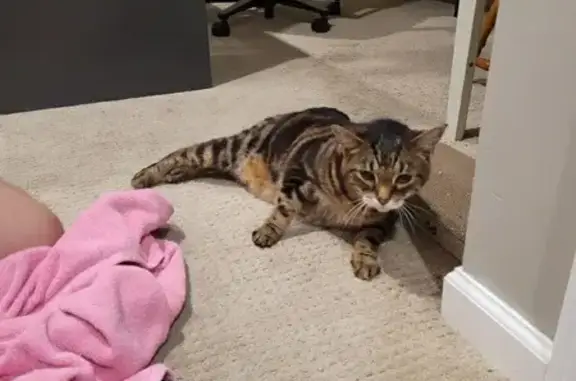 Found Cat: Black/Brown Tabby - 7525 West Campus