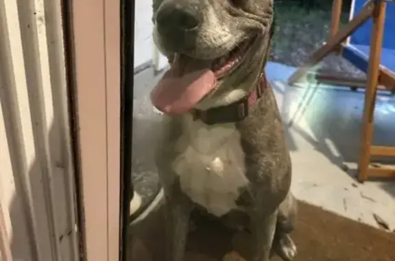 Found Female Pitbull - 842 Rotary Rd, Jax!