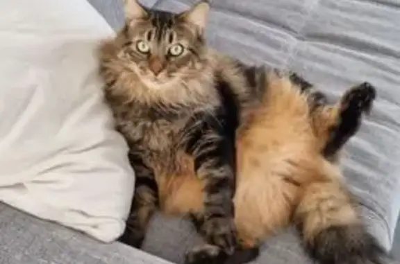 Animaux perdus Montélimar, photo: Chat norvégien perdu à Montélimar