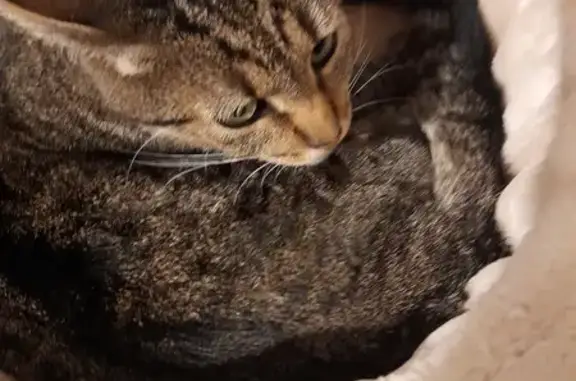Animaux perdus Florange, photo: Chat gris disparu à Florange