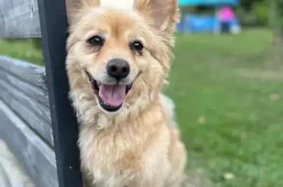 Chien perdu , photo : Corgi crème perdu à Chameyrat
