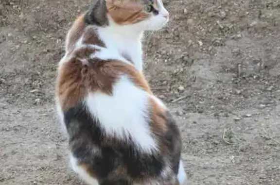 Arwen, chat tricolore perdu - photo