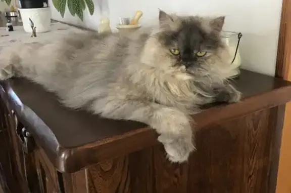 Animaux perdus Flesselles, photo: Chatte persane perdue à Flesselles