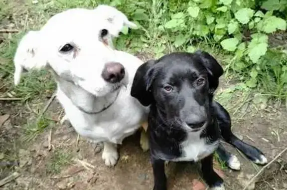 Deux chiens errants à Saint-Gein - photo