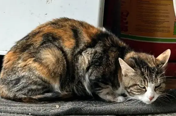 Chatte tricolore +3 chatons à Souyeaux - photo