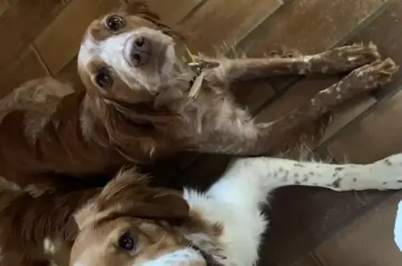 Chien perdu , photo : Alerte: 2 épagneuls perdus
