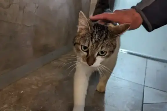 Chatte blanche tigrée perdue - photo