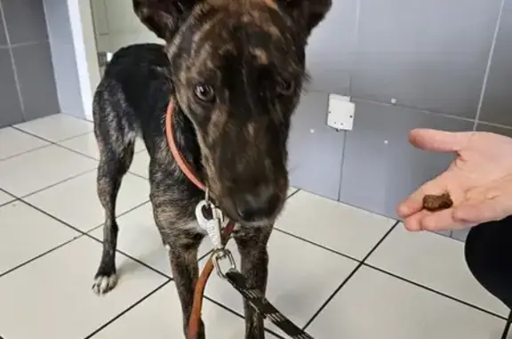Chienne errante à Lescar retrouvée - photo