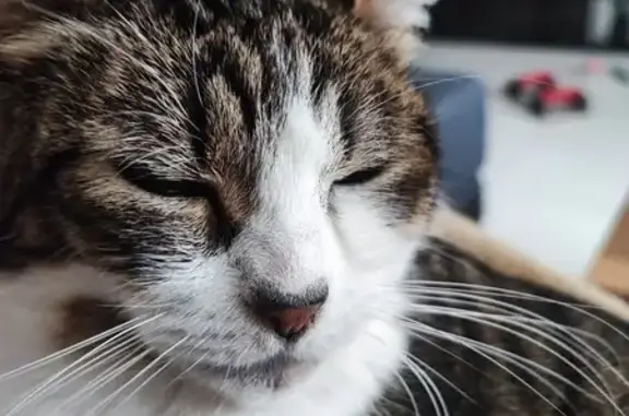 Animaux perdus Tours, photo: Chatte perdue à Tours Nord