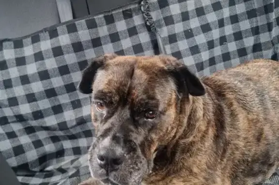 Chienne boxer trouvée à Saint-Romans - photo