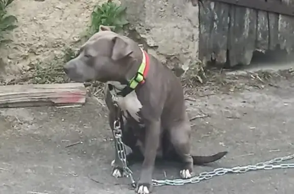 Chien perdu à La Chapelle retrouvé - photo