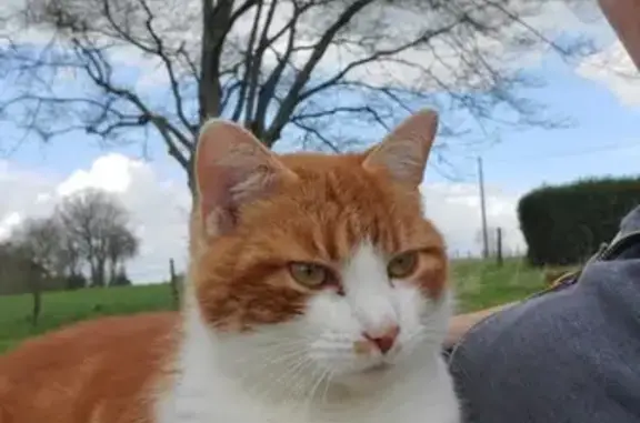 Chat perdu, , photo: Chat roux et blanc disparu à Chambord