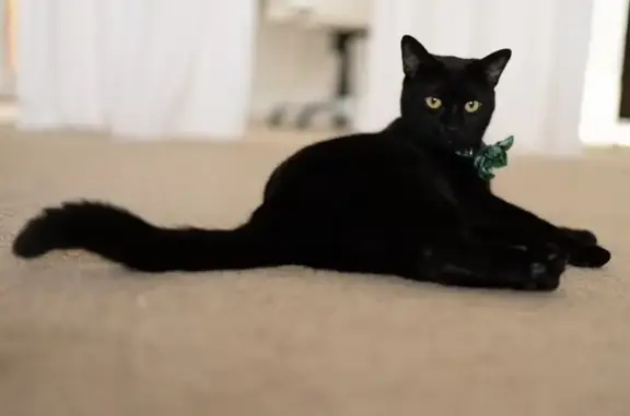Lost Black Cat with Yellow Eyes & Bow Tie!