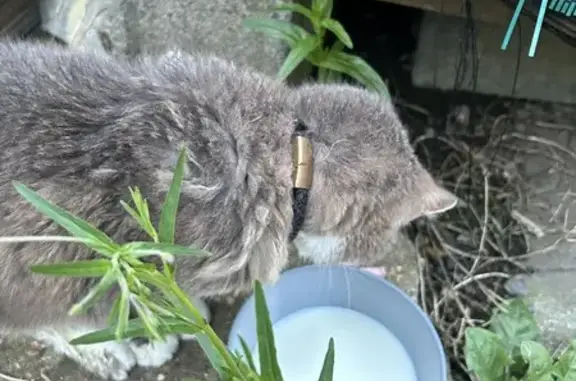 Chat malade trouvé à Wattrelos - photo