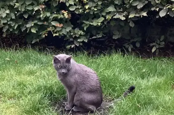 Animaux perdus Saint-Jacques-de-la-Lande, photo: Chat gris Ringo disparu - Allergie
