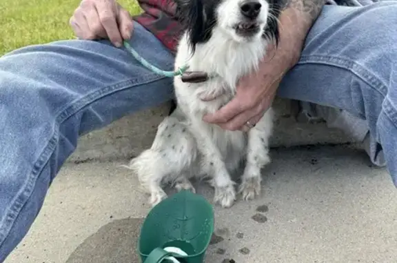 Found Small Dog Near Nibley Park School!