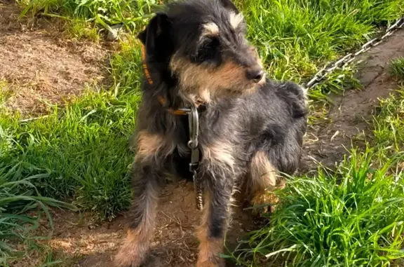 Chien perdu Rochechouart, photo : Chien perdu: Pepette, Terrier noir