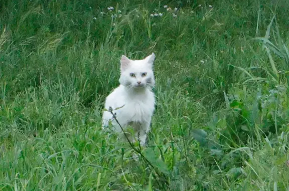 Chat trouvé , photo: Chat blanc perdu à Seuilly