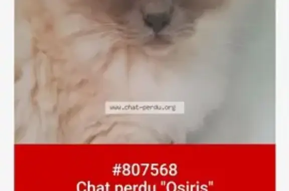 Animaux perdus Tournon-sur-Rhône, photo: Chatte Birmane Perdue à Tournon!