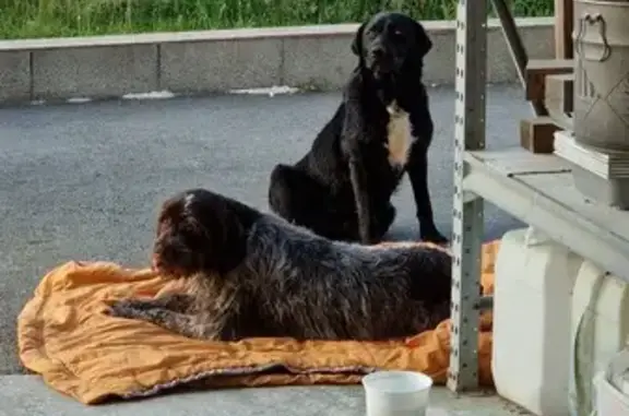 Chiens trouvés à Saujon - photo