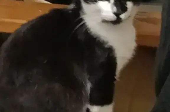Animaux perdus Le Havre, photo: Chat noir et blanc perdu, Le Havre