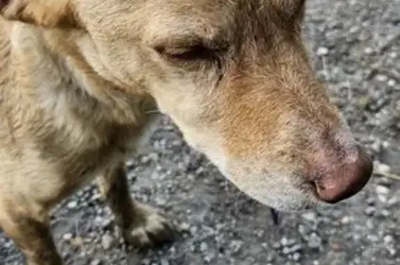 Chiot fauve perdu à Saint-Loubès - photo