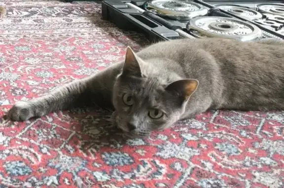 Chatte grise perdue à Rosendael - photo