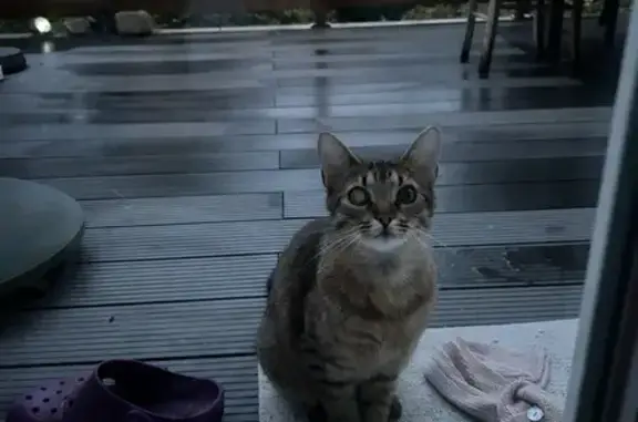 Chat tigré affectueux trouvé - photo