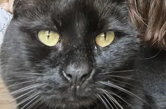 Minou, chatte noire, oreille cassée - photo