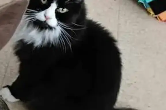Animaux perdus Soyaux, photo: Chat craintif Crapouille perdu