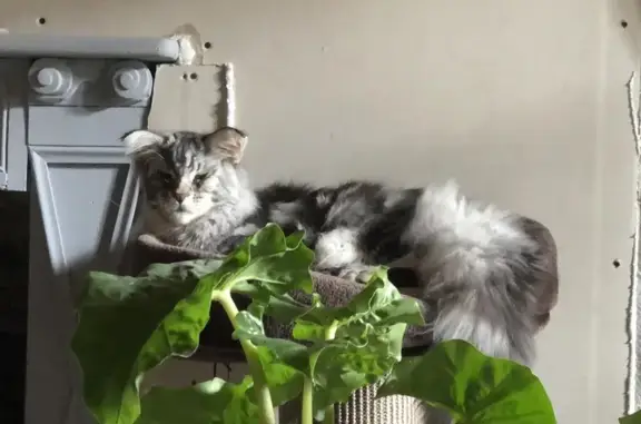 Animaux perdus Saint-Hippolyte, photo: Chat Maine Coon perdu, oreille cassée