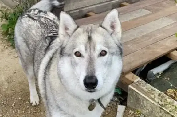 Chien perdu , photo : Plume, Husky-Loup Perdu