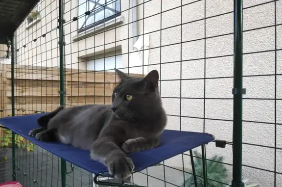 Animaux perdus Beynes, photo: Chat chartreux perdu à Beynes