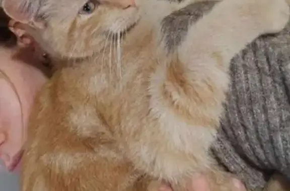 Animaux perdus , photo: Chat roux Seth perdu à Fresney