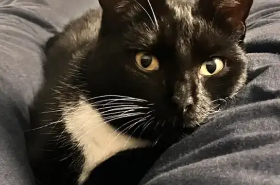 Animaux perdus Quimper, photo: Chat noir et blanc perdu à Quimper
