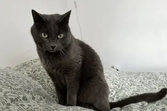 Animaux perdus Saint-Jacques-de-la-Lande, photo: Avis de recherche: Chat Ringo