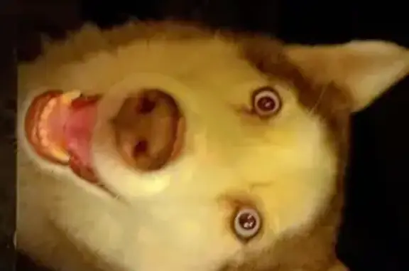 Chien perdu Nîmes, photo : Husky perdu à Nîmes, yeux bleus