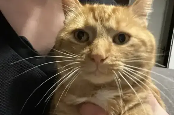Chat roux Simba perdu à Semoy - photo