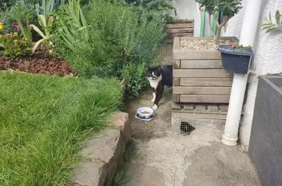 Chat perdu: noir et blanc - photo